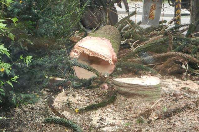 bomen rooien, bomen kappen, bomen verwijderen ,coniferen kappen ,coniferen opruimen, hovenier, tuin, tuinaanleg ,tuinopruimen, Son en Breugel Sint Willebrord